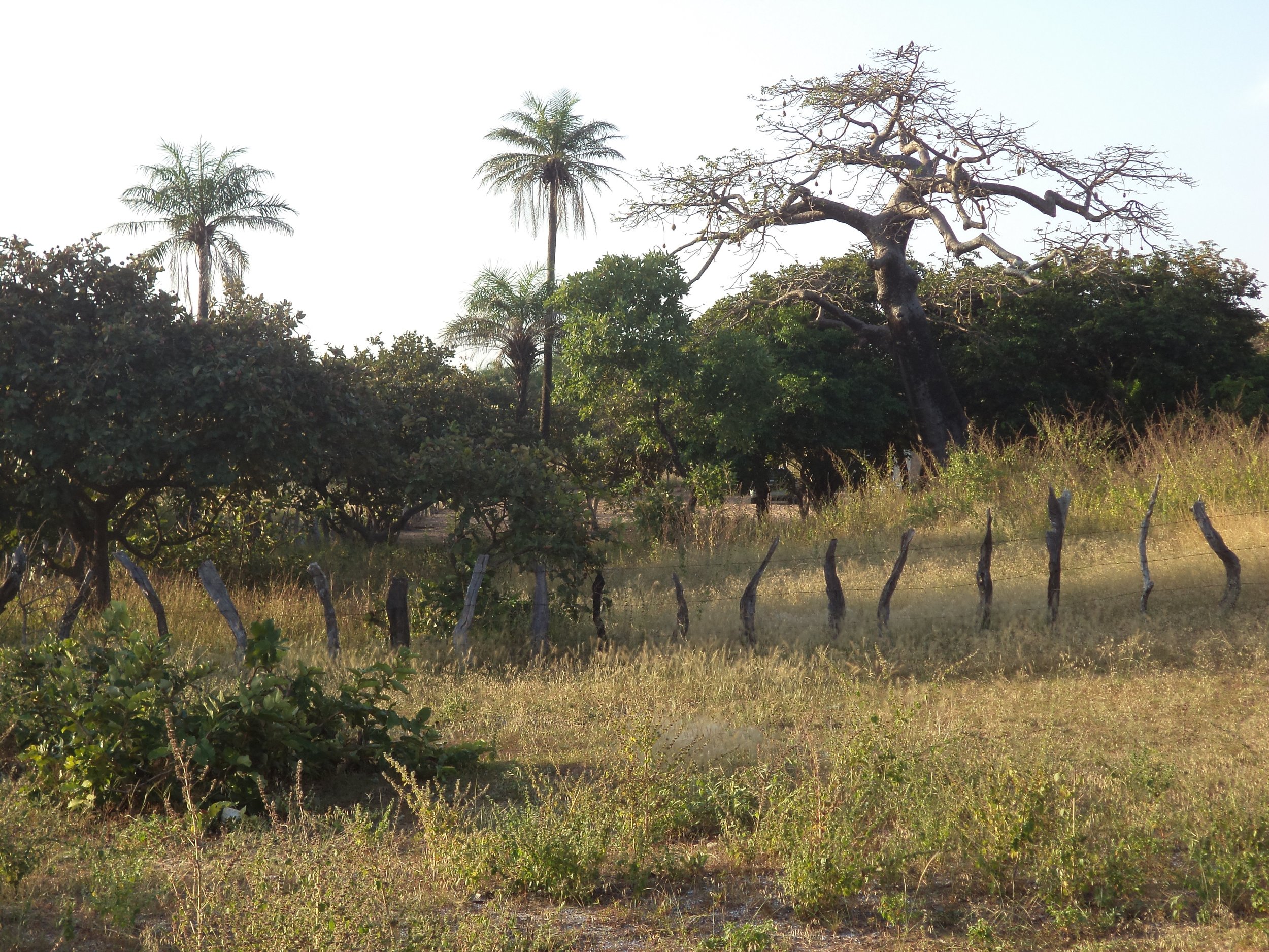 The Baobab Tree of Jaliya Camp