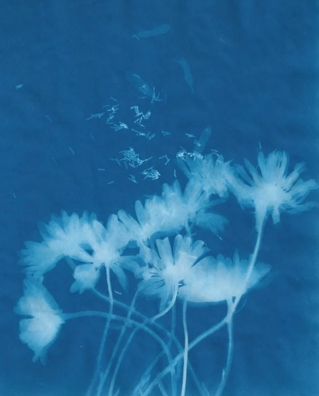 Cyanotype 21 (644x800).jpg