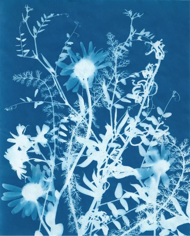 Cyanotype 11 (644x800).jpg