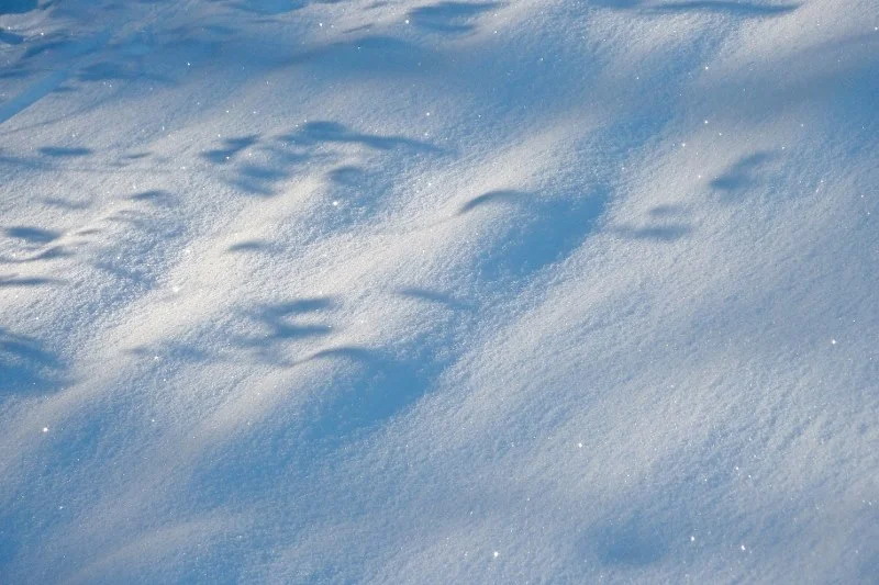 Recoverd_jpg_file(2336)b (800x533).jpg