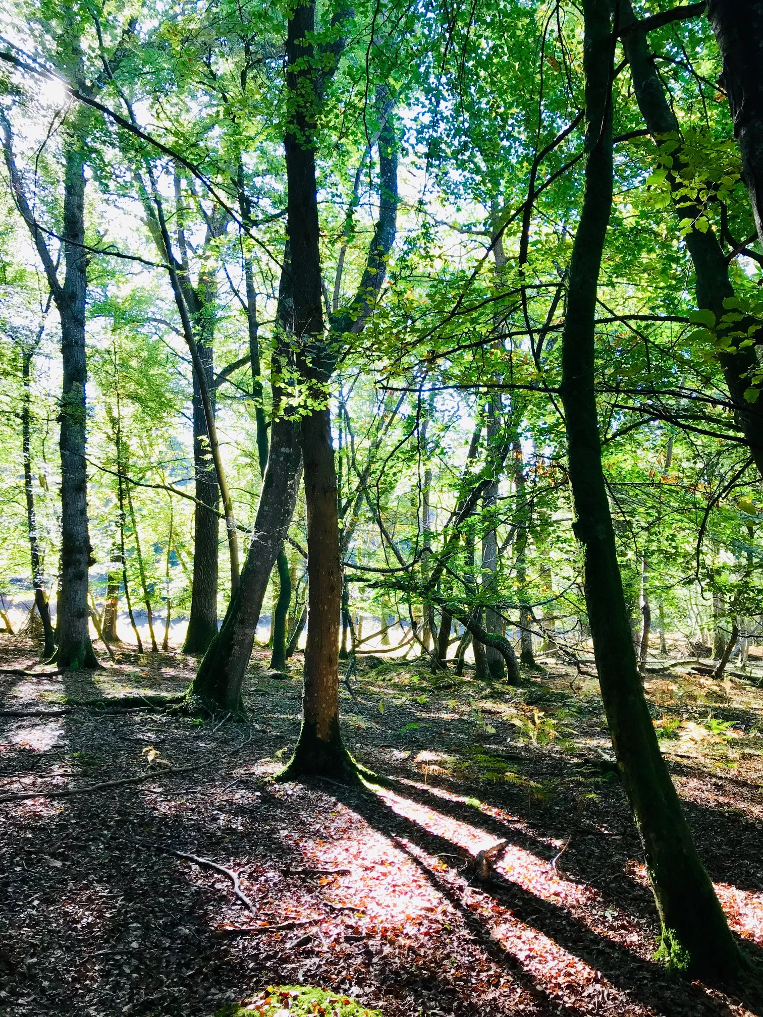 Forest.jpg