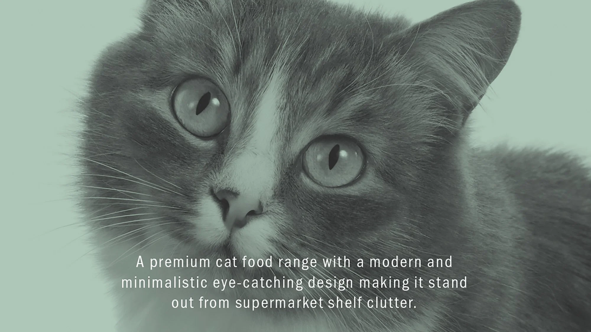 Kitty-Kat-cat-portrait-packshot.jpg