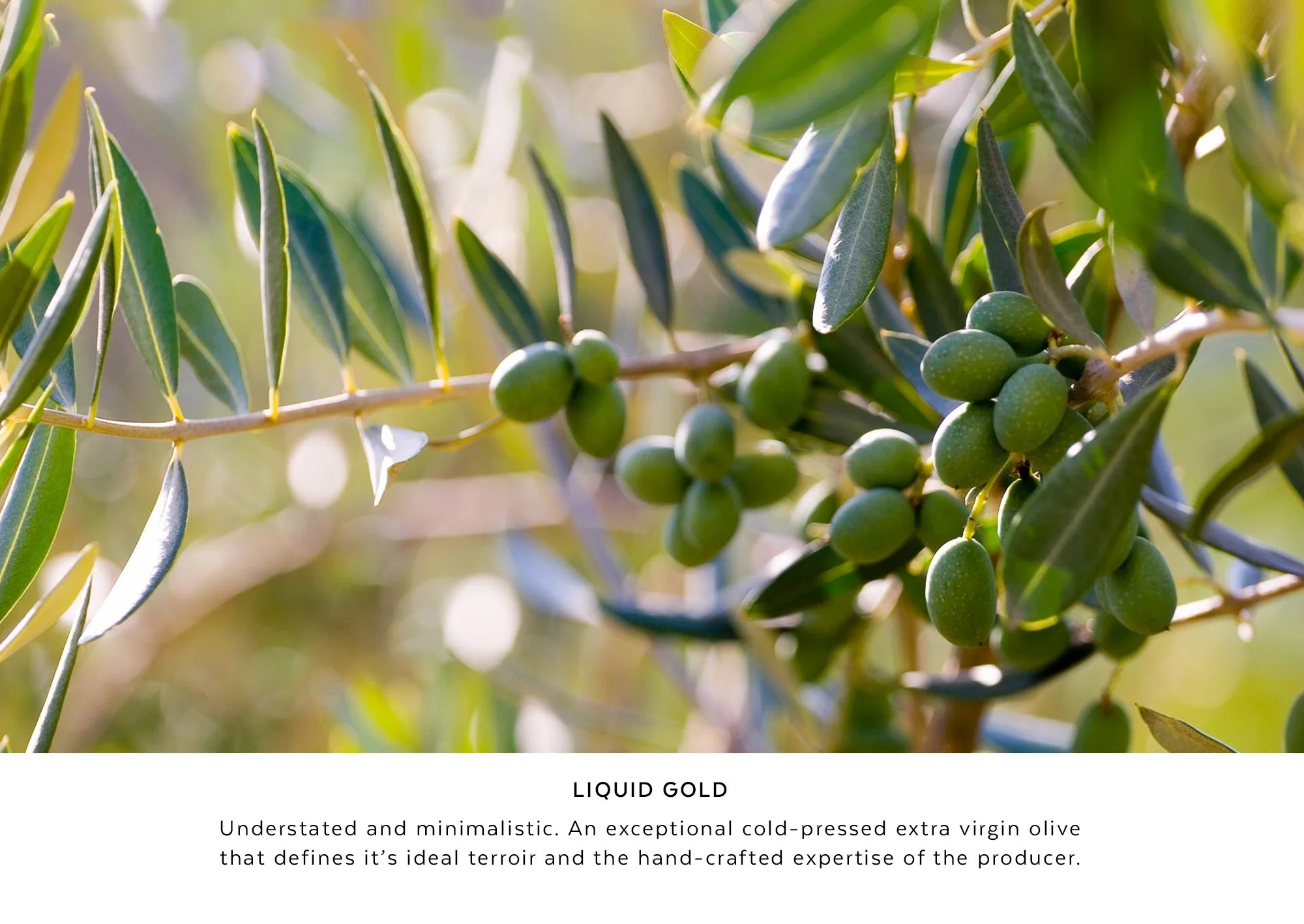 Olive-grove-cover-page.jpg