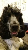 alfie.jpeg