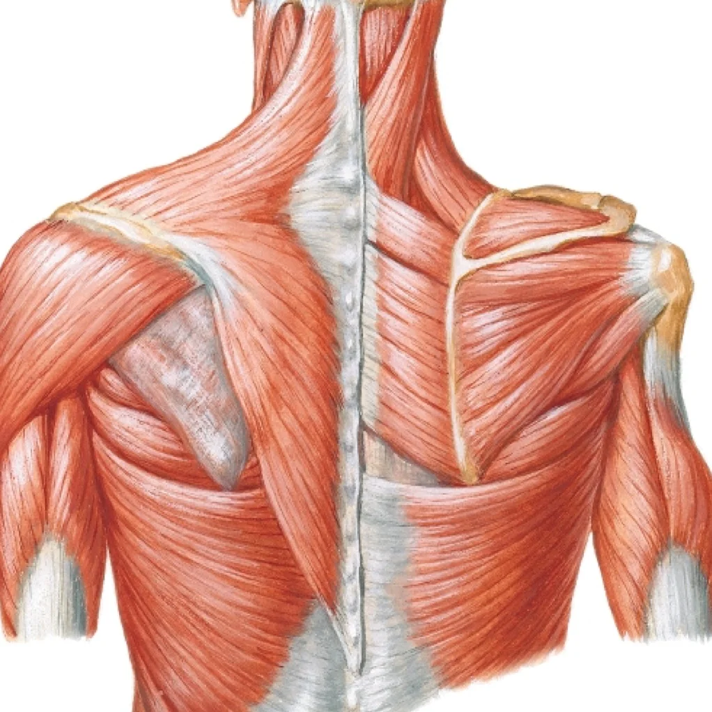Posterior Shoulder Complex Musculature