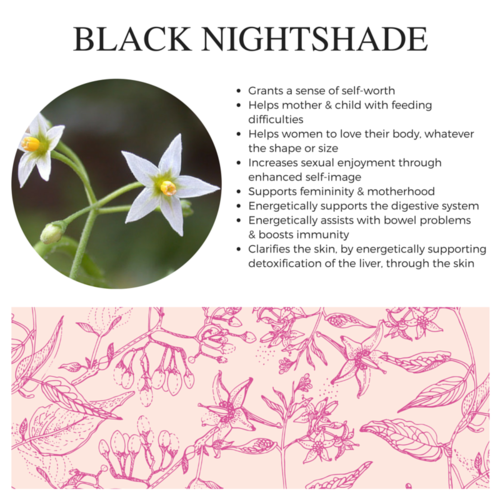 Black Nightshade.png