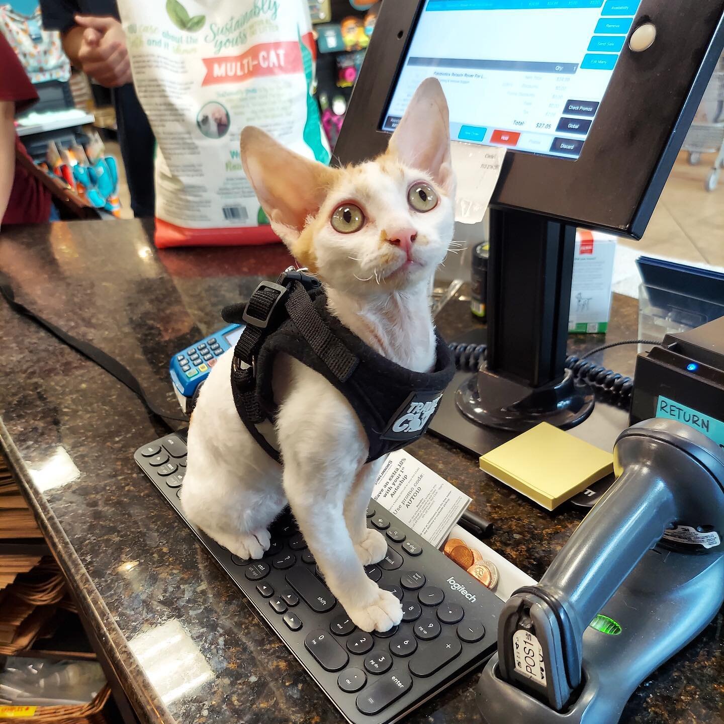 &ldquo;I don&rsquo;t care what my Hooman said, add more catnip onto the order right meow.&rdquo; - Mina the spunky 5 month old kitten at our Circle C store
&bull;
&bull;
#austin #atx #atxcats #austincats #atxlife #tomlinsonsfeed #texas #austintx #aus