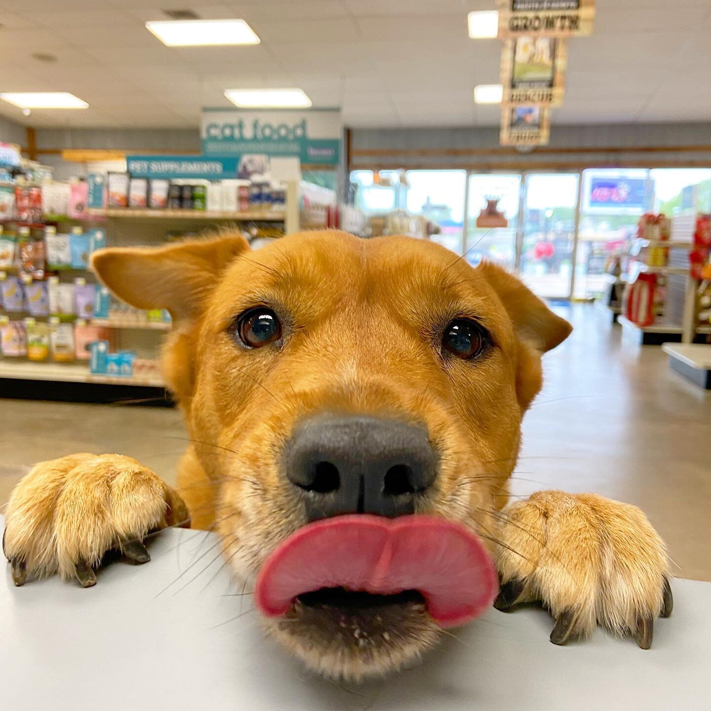 Pet Picks got us like 😛 

Deals on their favorite treatos and meals! Even 20% off select CBD supplements ✨ Link in bio under PET PICKS!

#atxlife #atxdogs #austintexas #austindog #tomlinsonsfeed