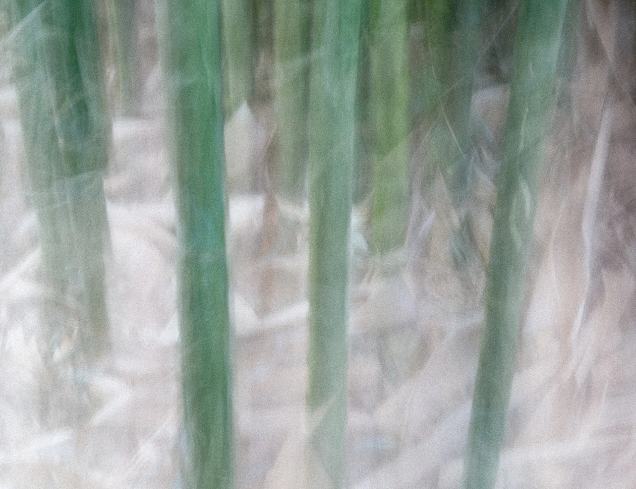 _53A4865.jpg
