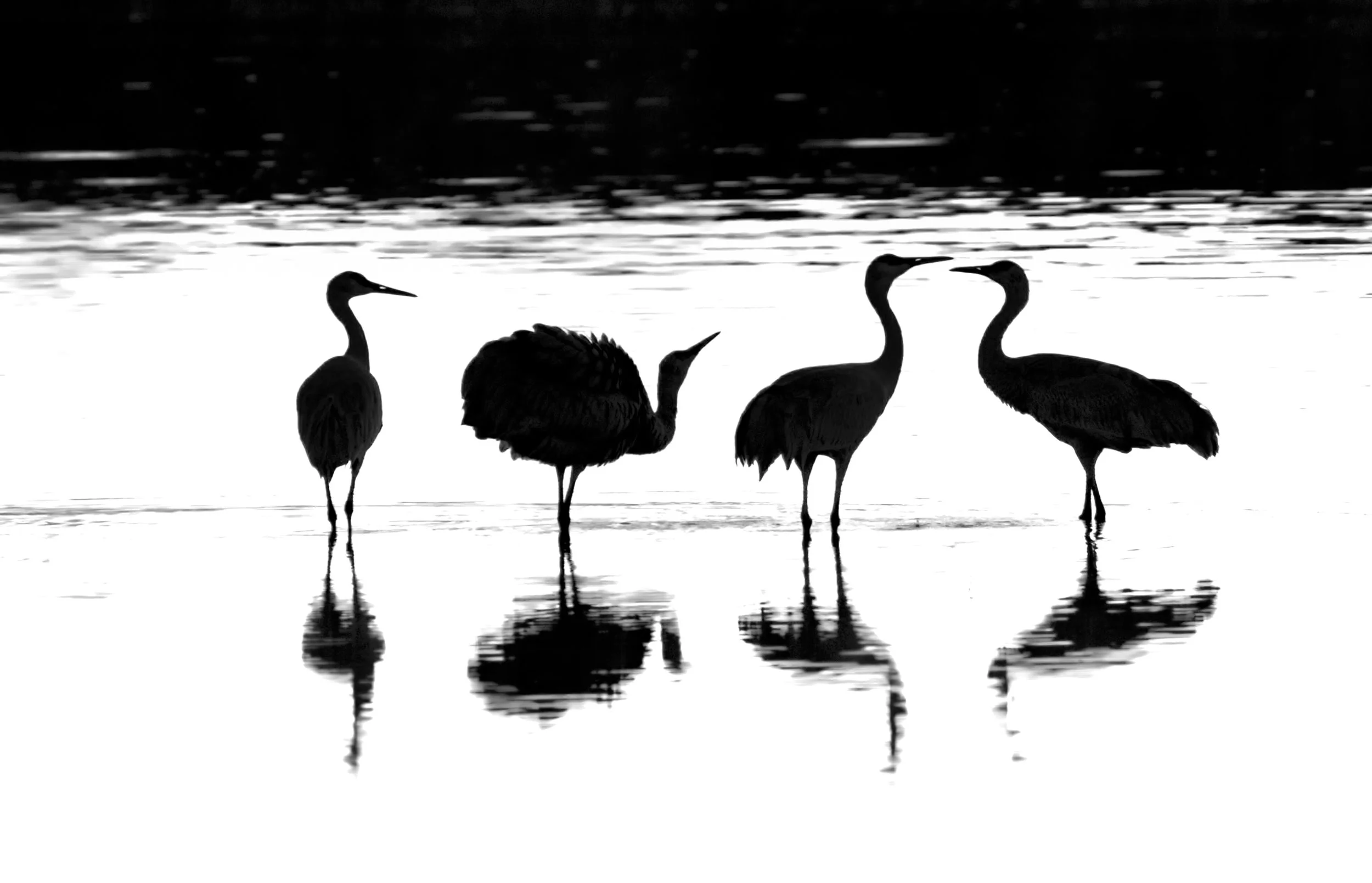 Bosque del Apache NWR, New Mexico