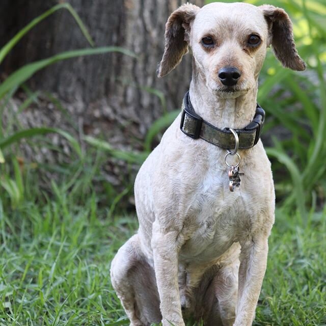 In loving memory of our sweet boy, Maverick Chaperone; your light went out way too soon. Rest In Peace, sweetheart; run fast, play hard, give every chip-chip what-for, know that you are on our minds, in our hearts, and walking with us for the rest of
