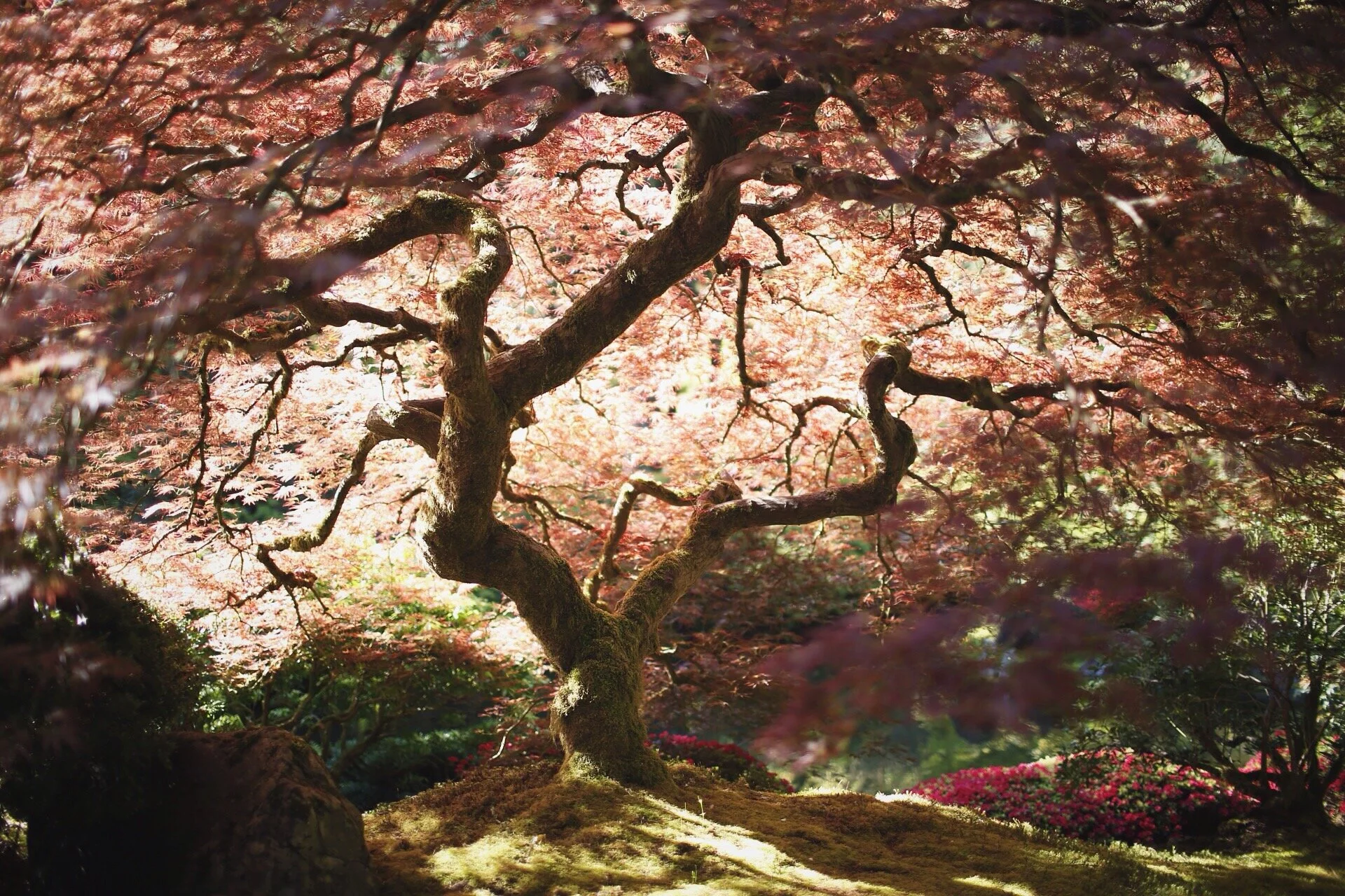 Japanese Gardens copy.jpg