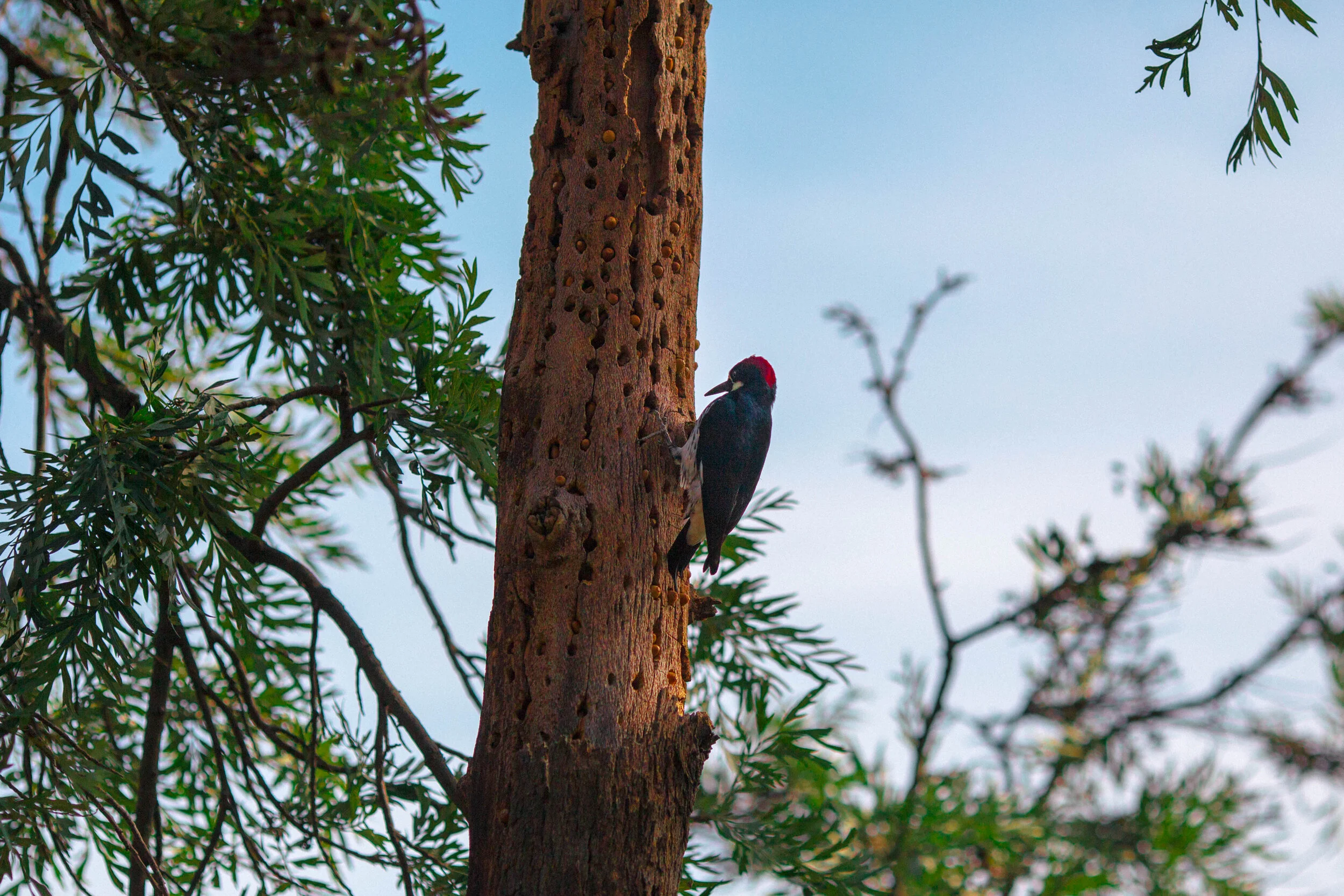 LA_Woodpecker_2017_WEB-1.jpg