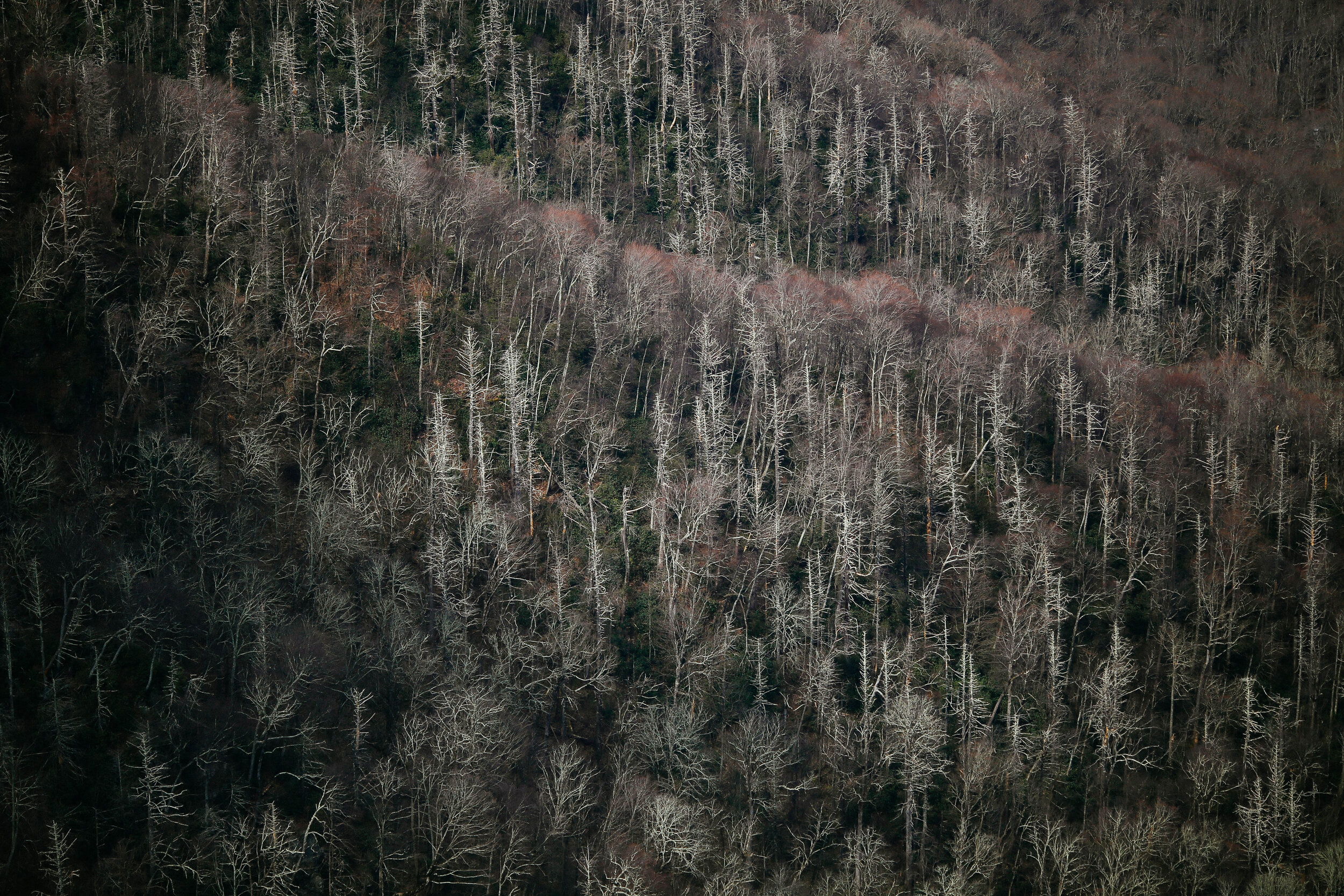 Bare Trees in the Smokys copy.jpg
