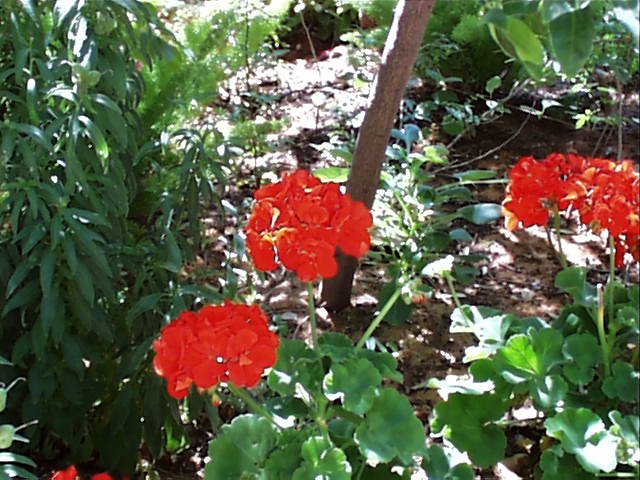 red flower at the tomb.jpg