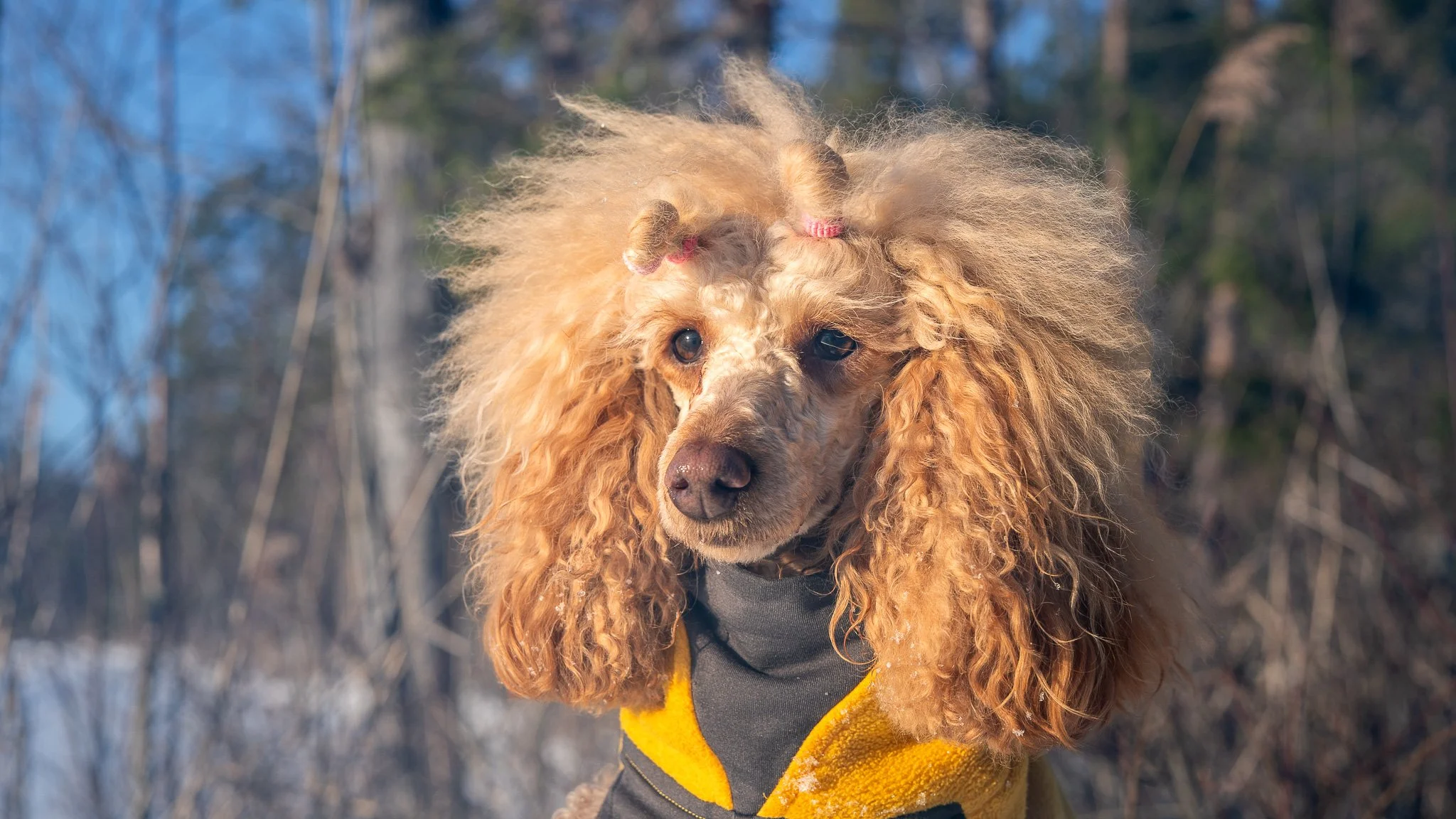 Susie HARrAI hero.jpg