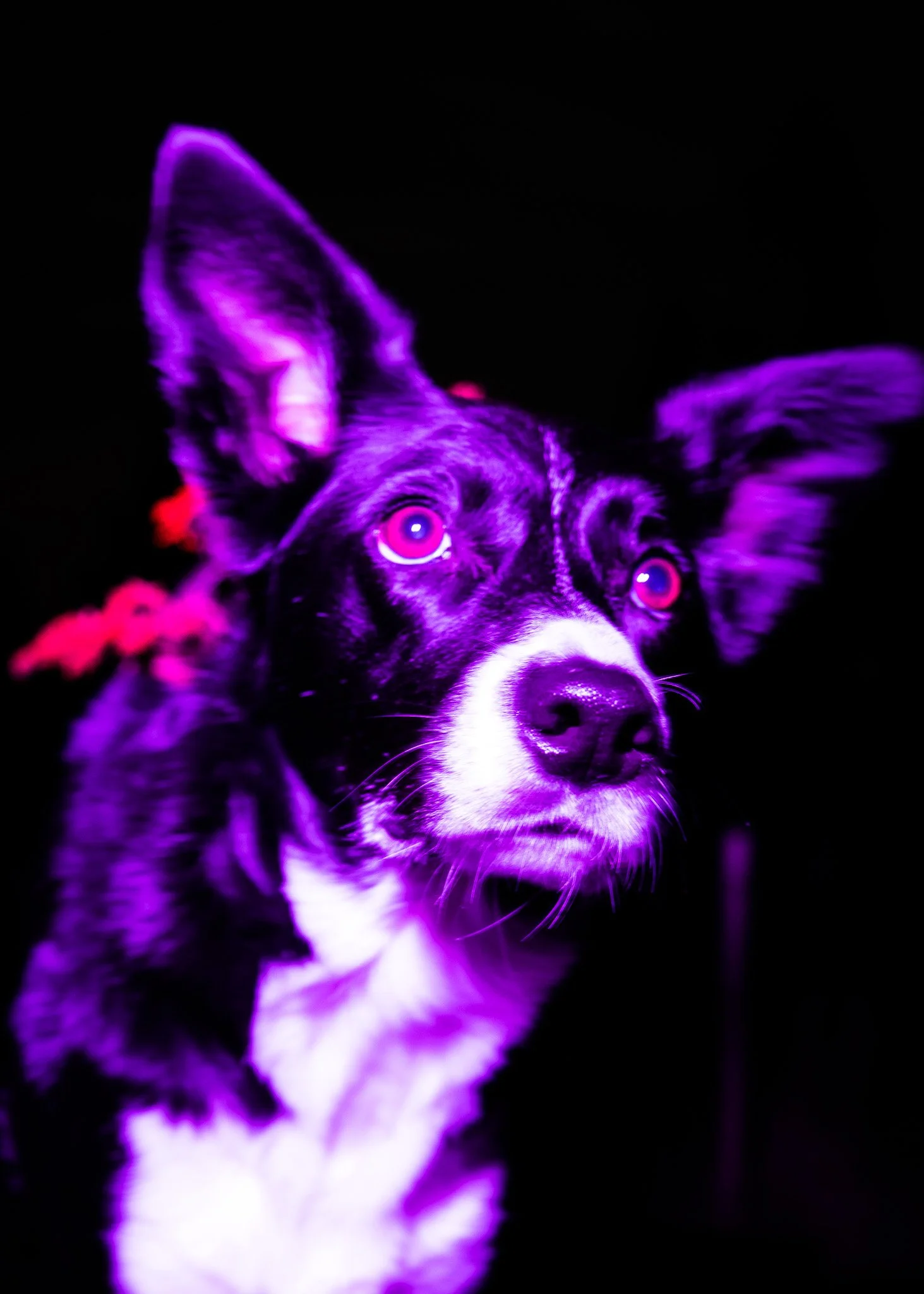 Sopiiko.jpg