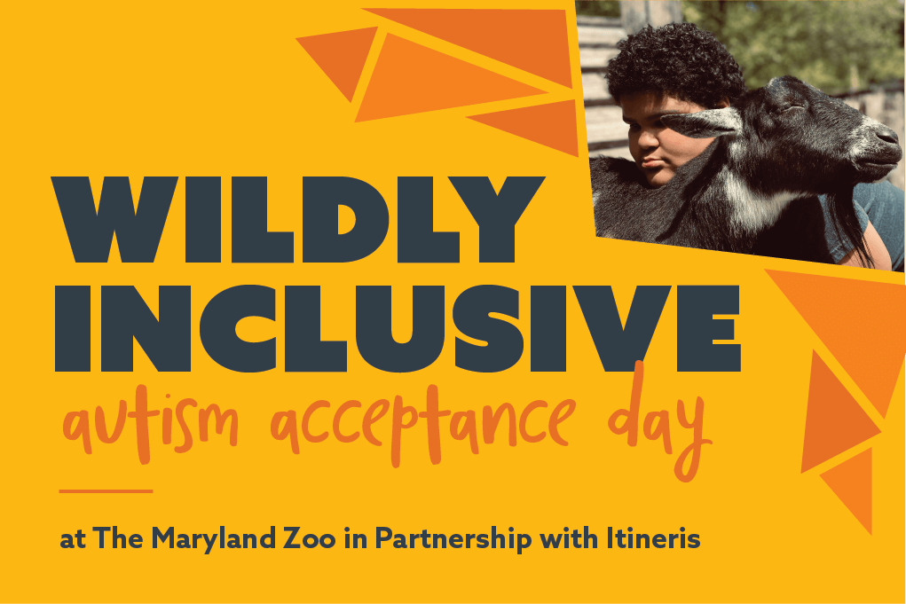 wildly inclusive yellow flyer with dark gray text. autism acceptance day at the maryland zoo in partnership with Itineris.