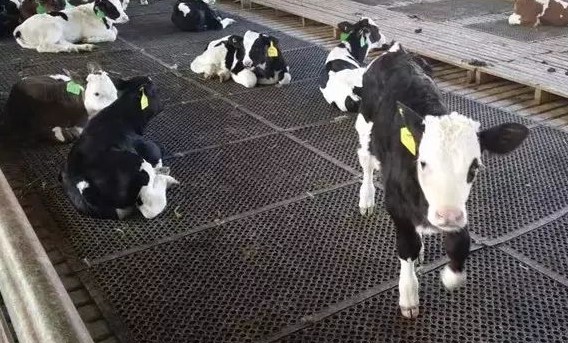calf mat.jpg