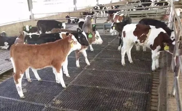 calf mat2.jpg