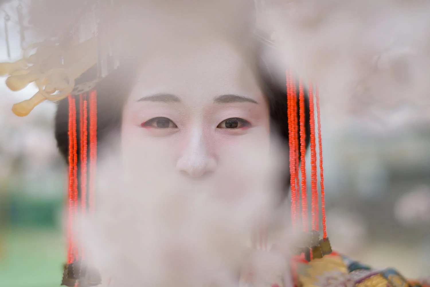 20160403_jpf_kiku_0882.jpg