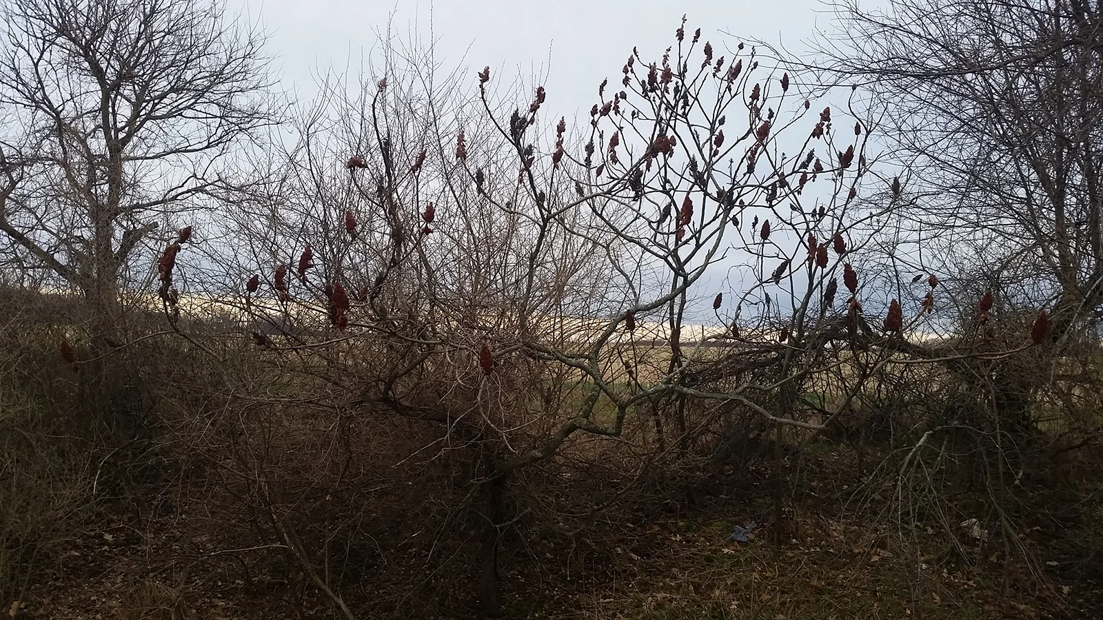 20170402_081245.jpg