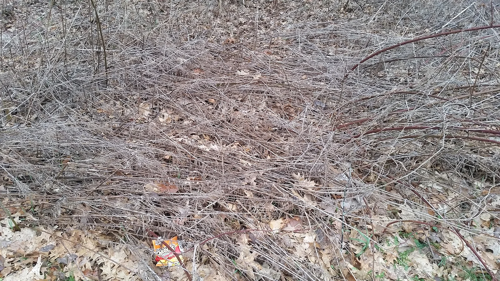 20170402_081853.jpg