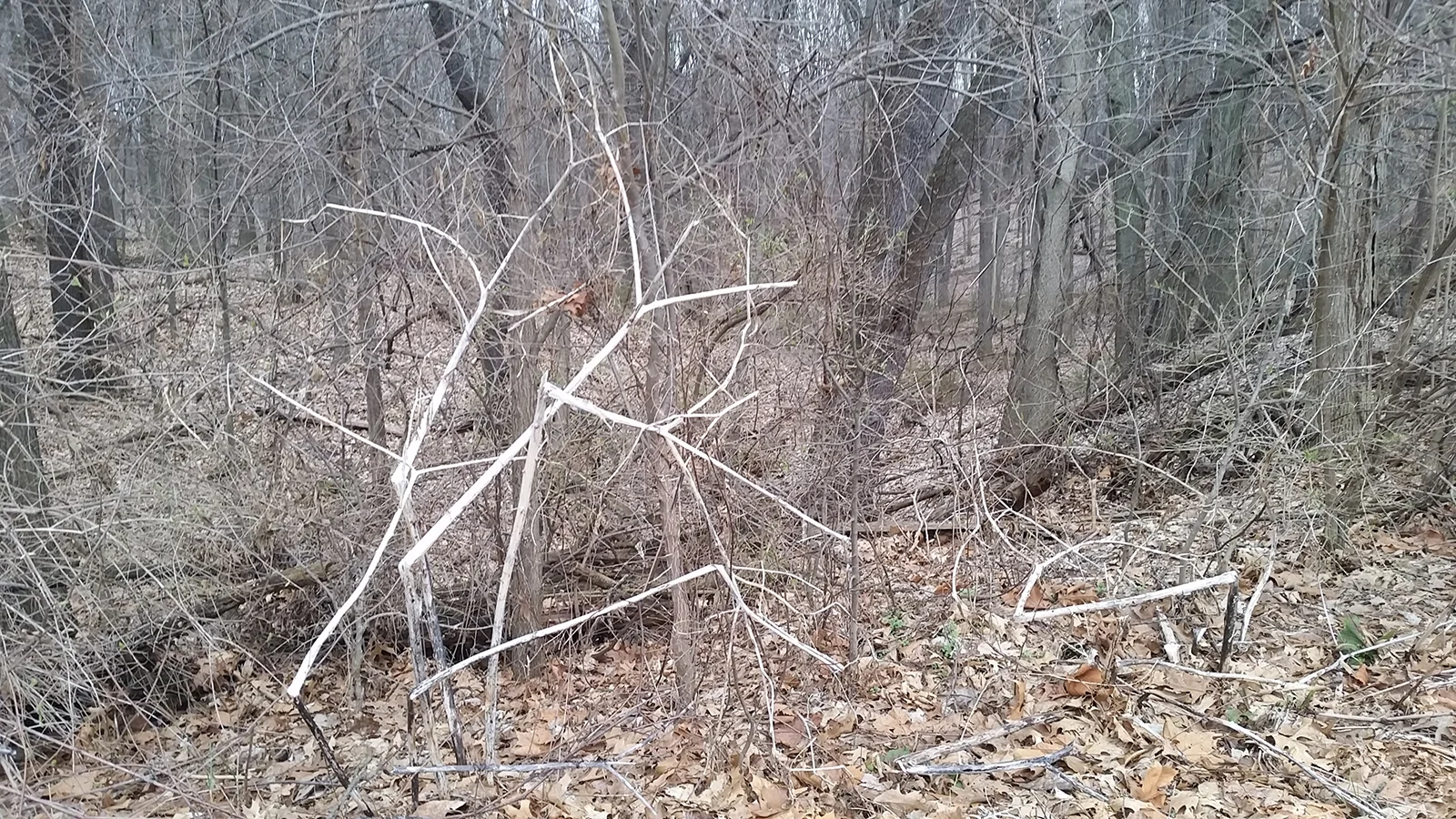 20170402_083321.jpg