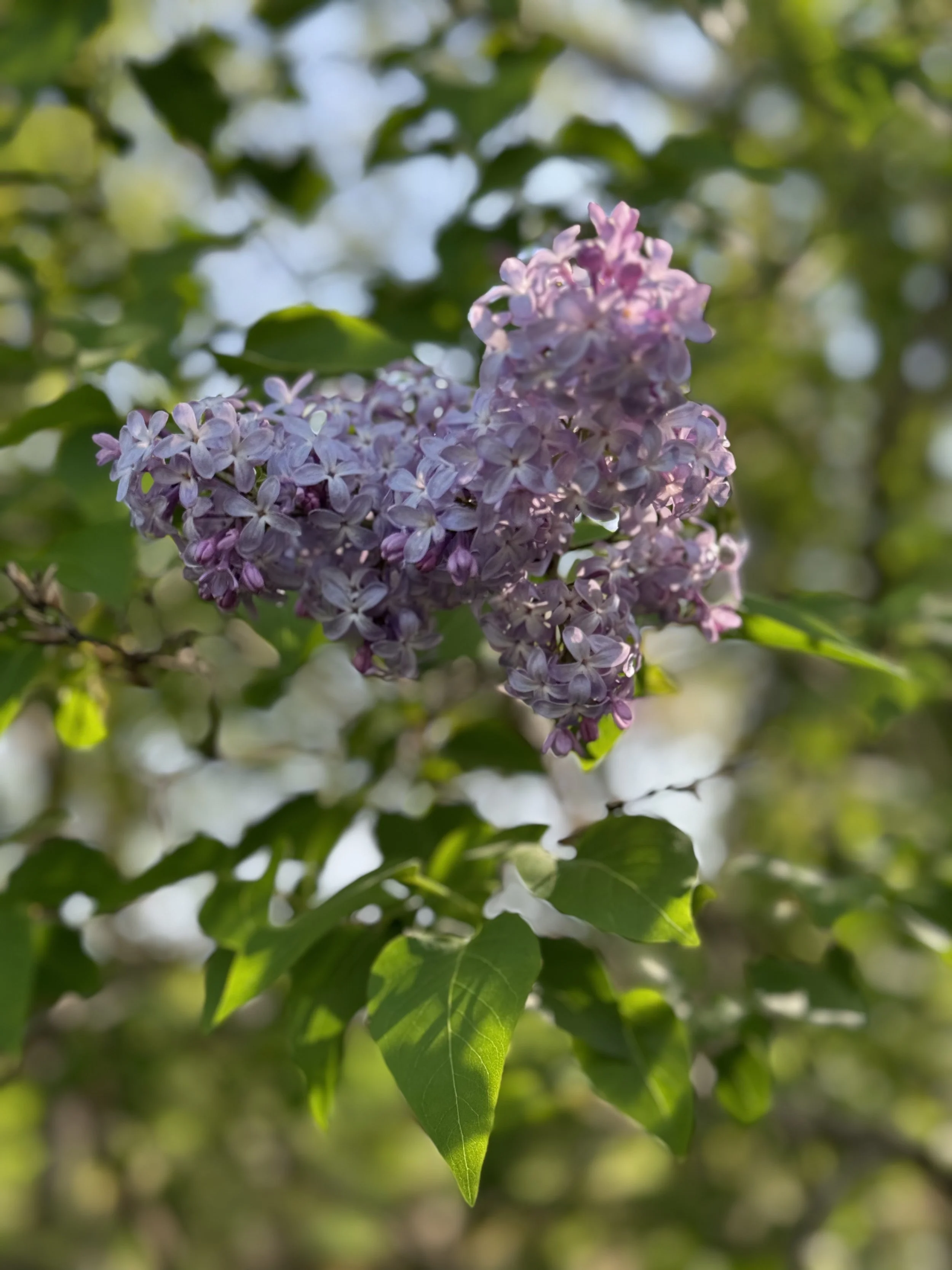 Community Meditation Gathering: June