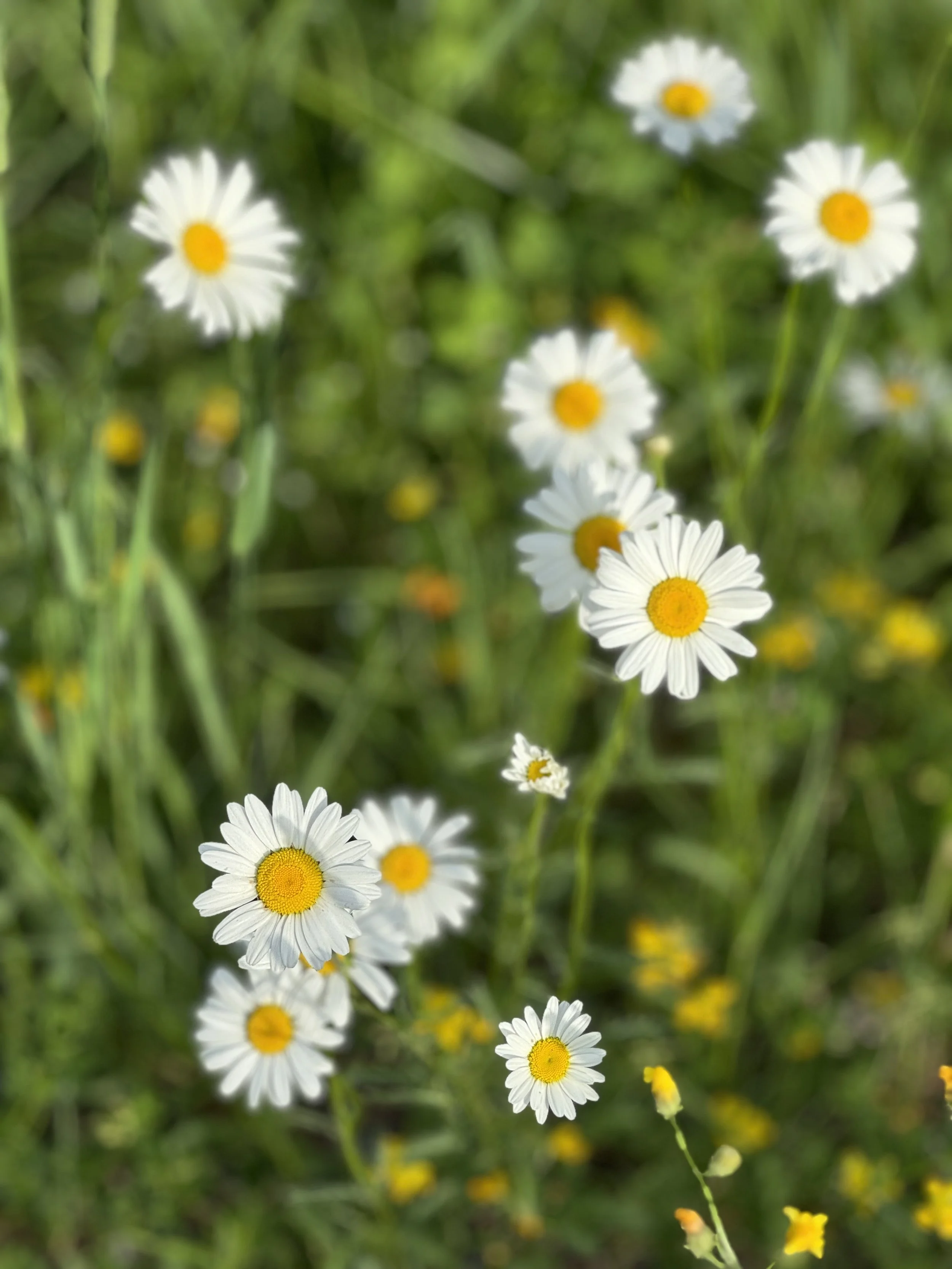 Community Meditation Gathering: July