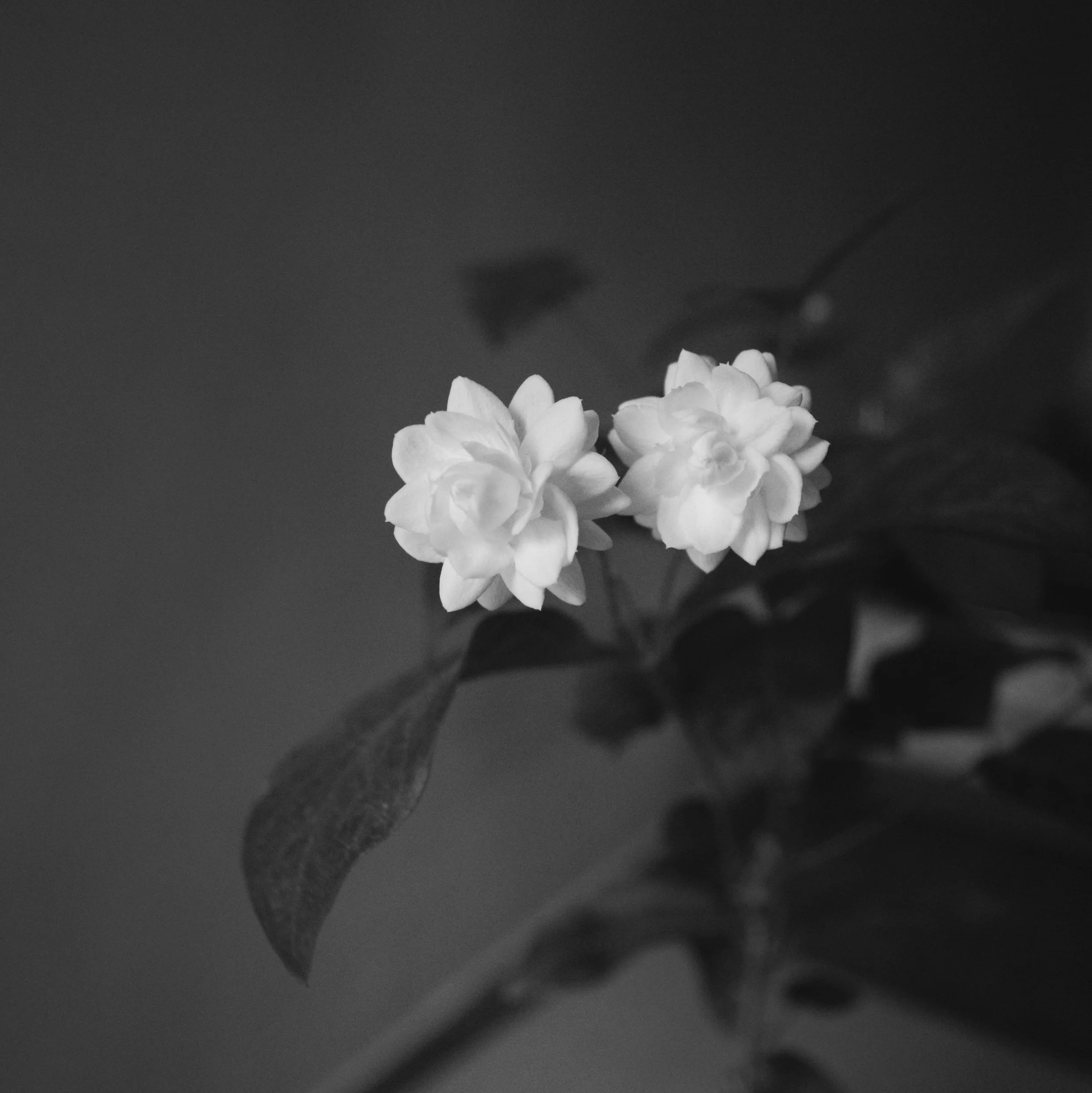  Photo by Akshar Dave. 