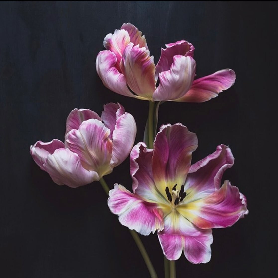 flowers make me happy. photo by @c_colli she&rsquo;s amazing 🖤