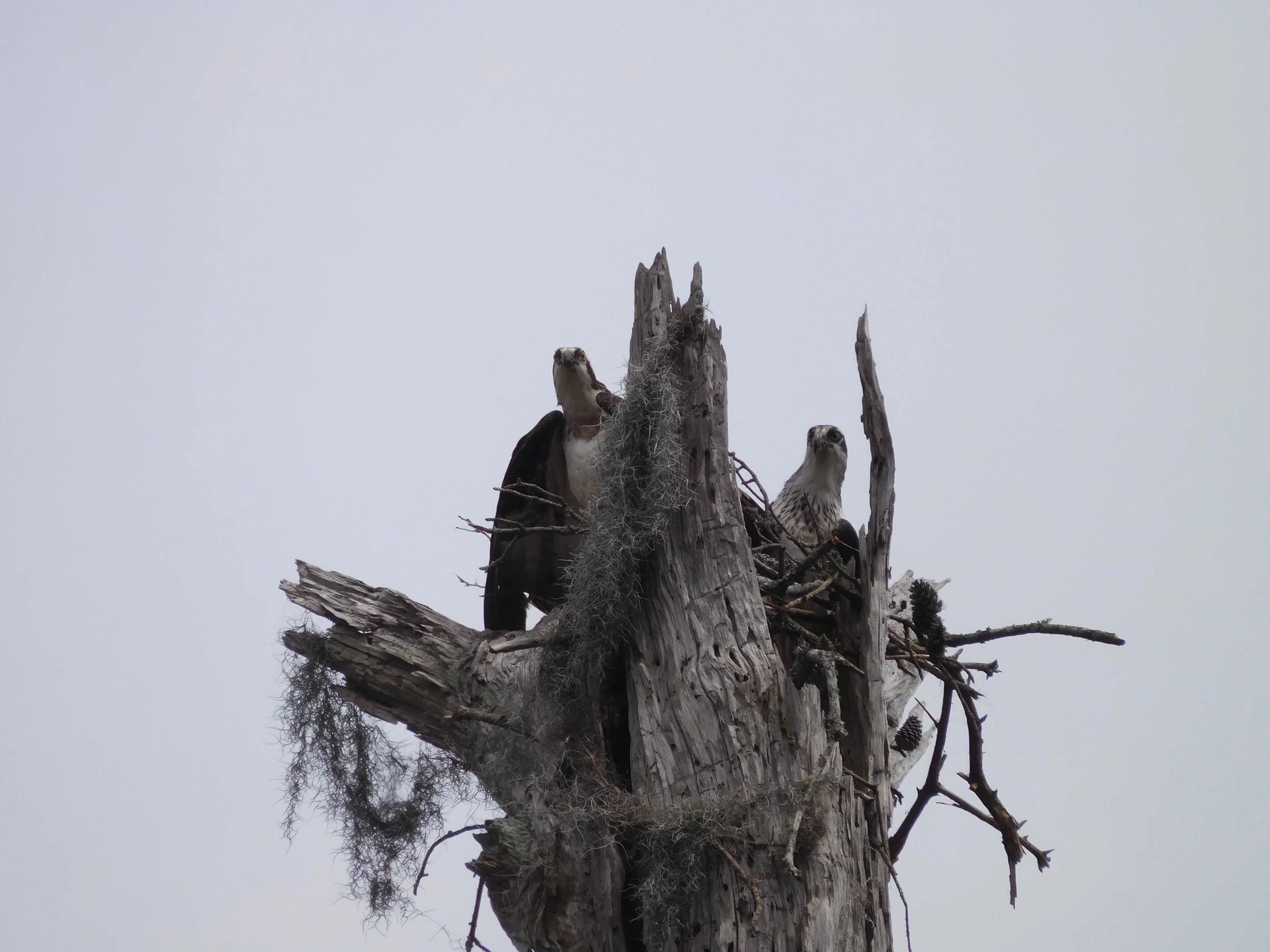 wildlife-canebayou.jpg