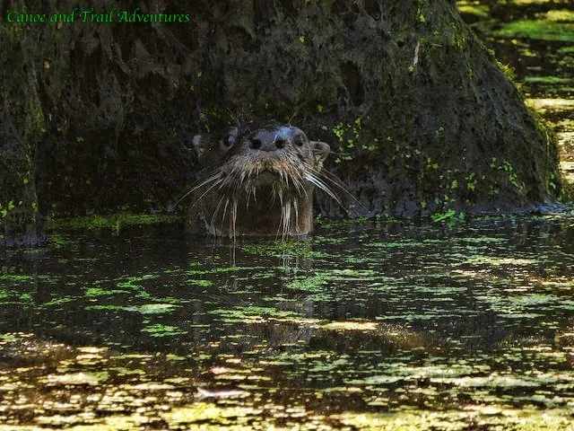 Looking up not just down during your kayak tour