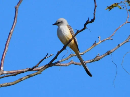 Late Fall/ Early Winter Bird sightings