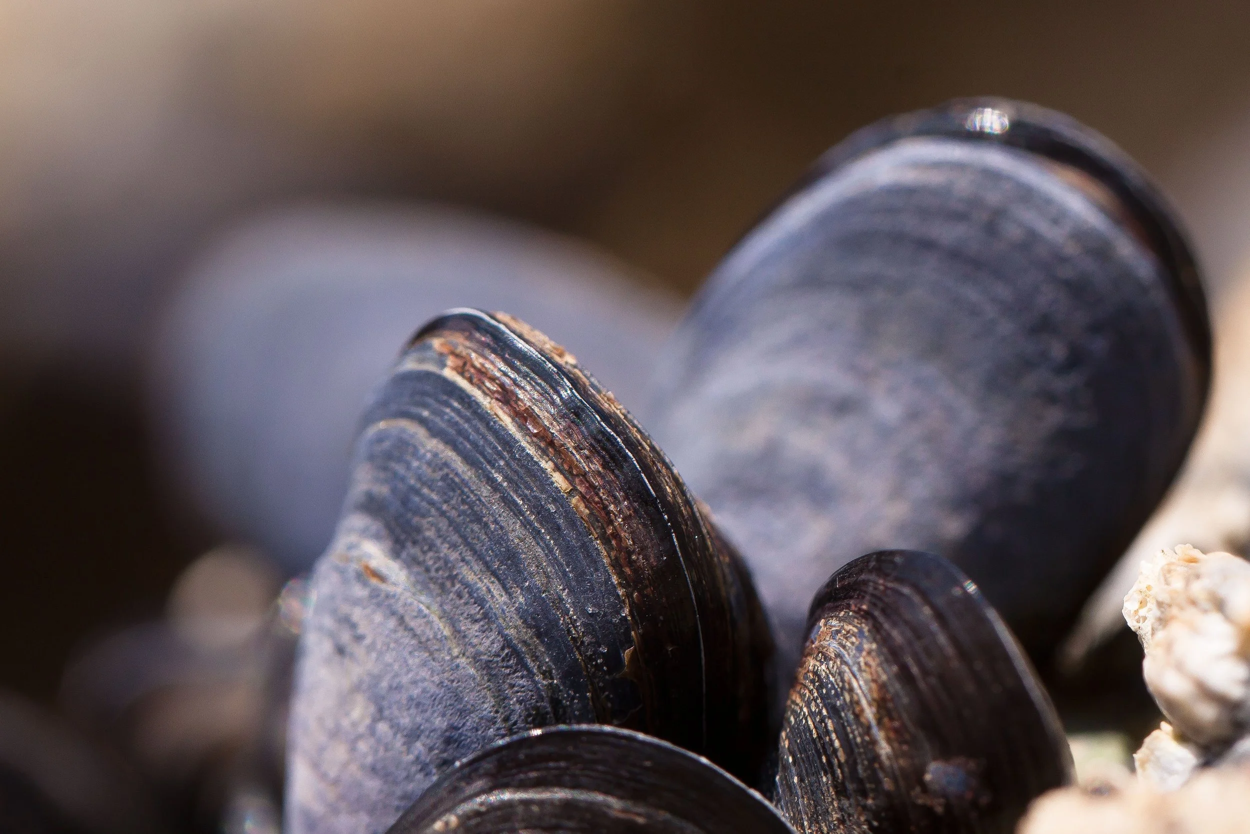 The Amazing Rangia Clam