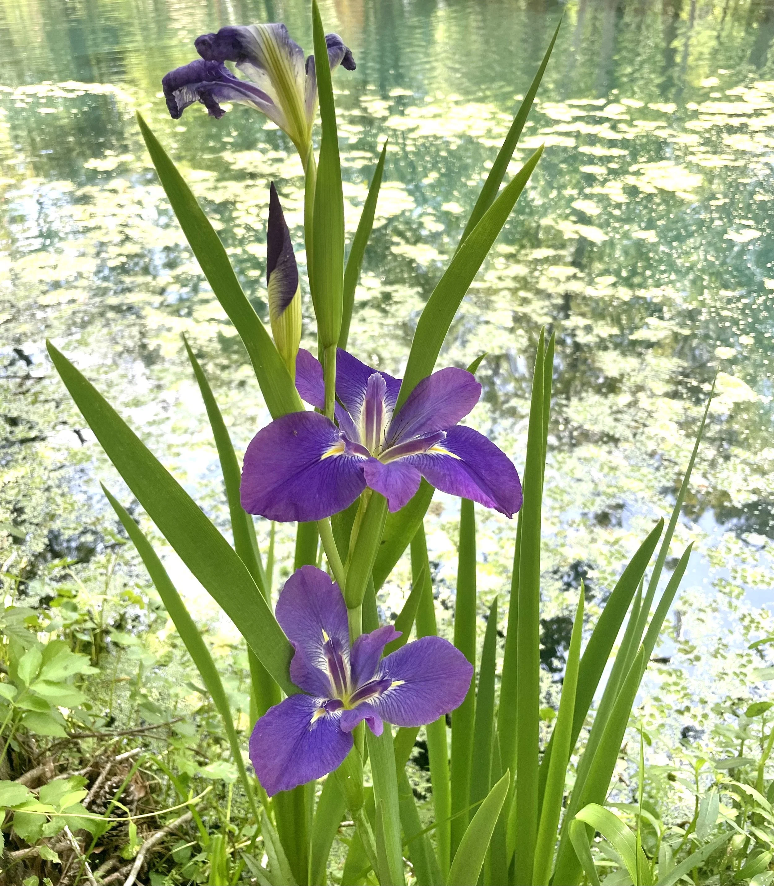 native iris.jpg