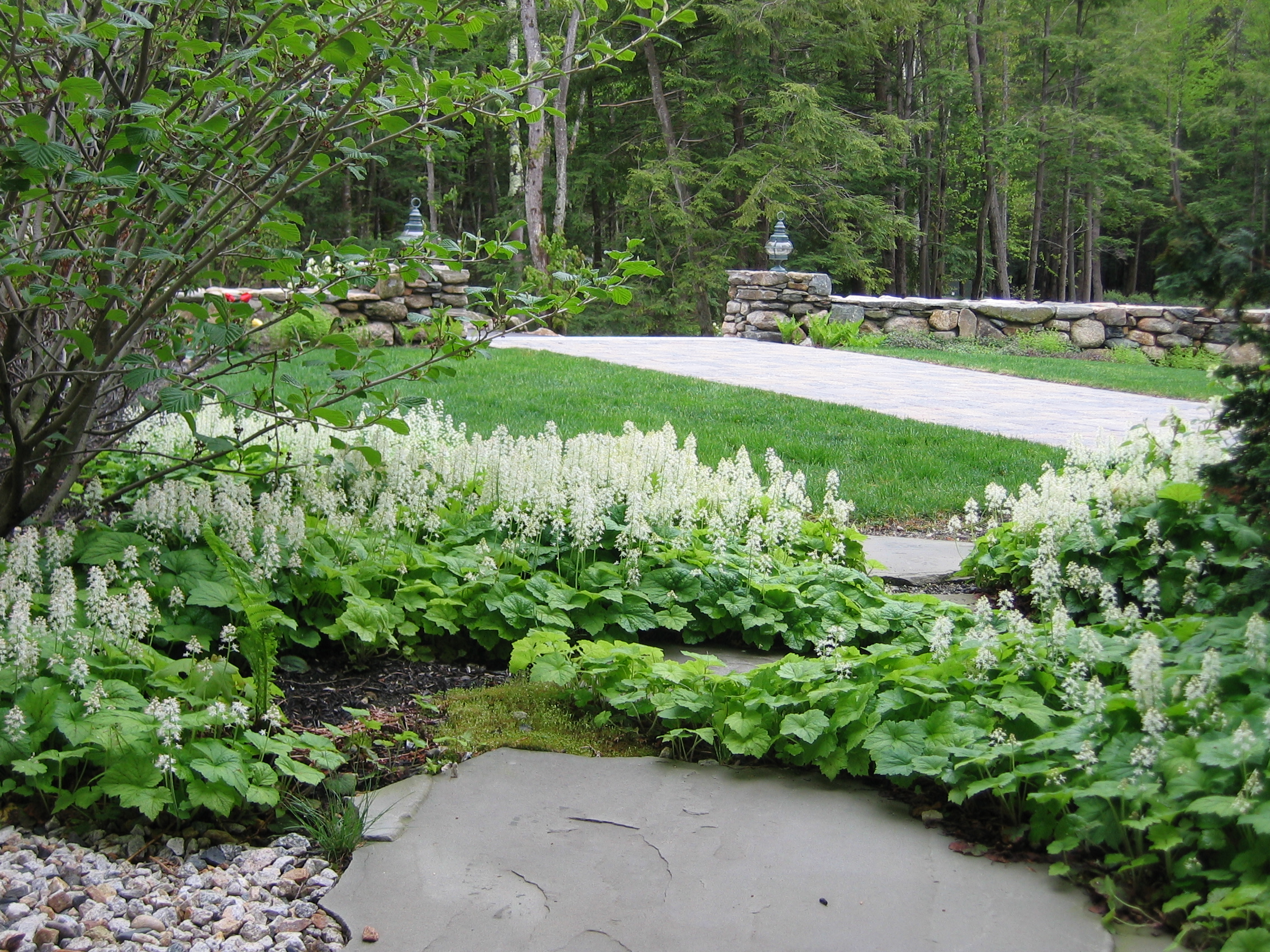 Groundcover - foamflower (2).JPG