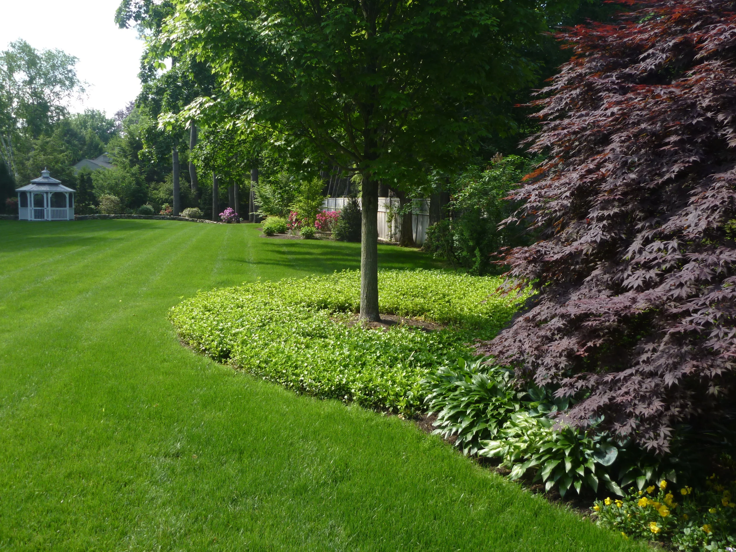 Large Tree and Garden.JPG