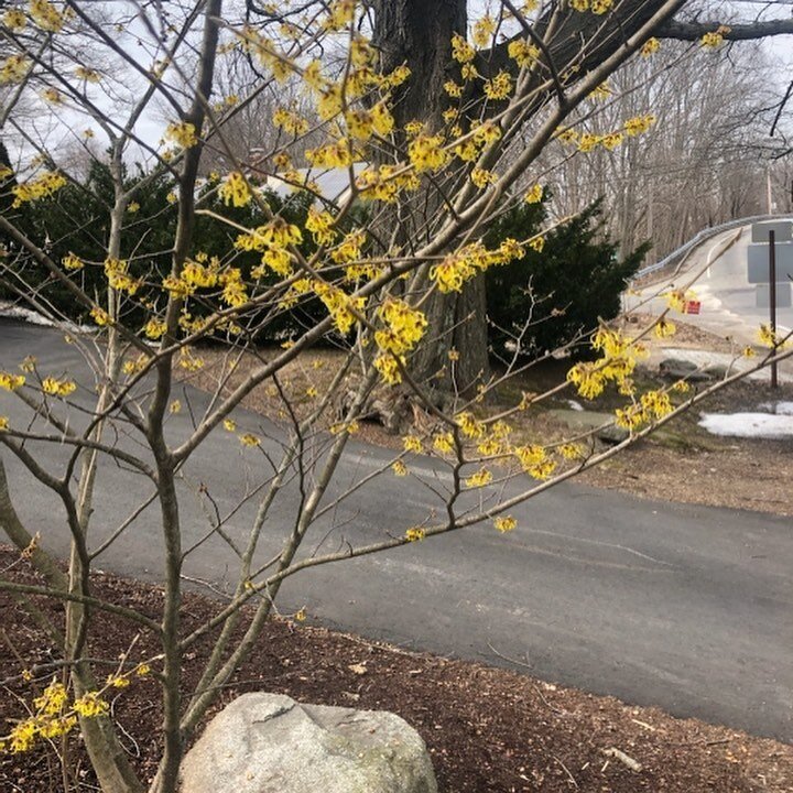 It's finally time to spring forward! As the days start to get longer, the early bloomers will start to pop up in your garden. 🌸🌺🌷

You've probably already seen the lovely yellow flowers of witch hazel blooming in late winter here in the Seacoast a