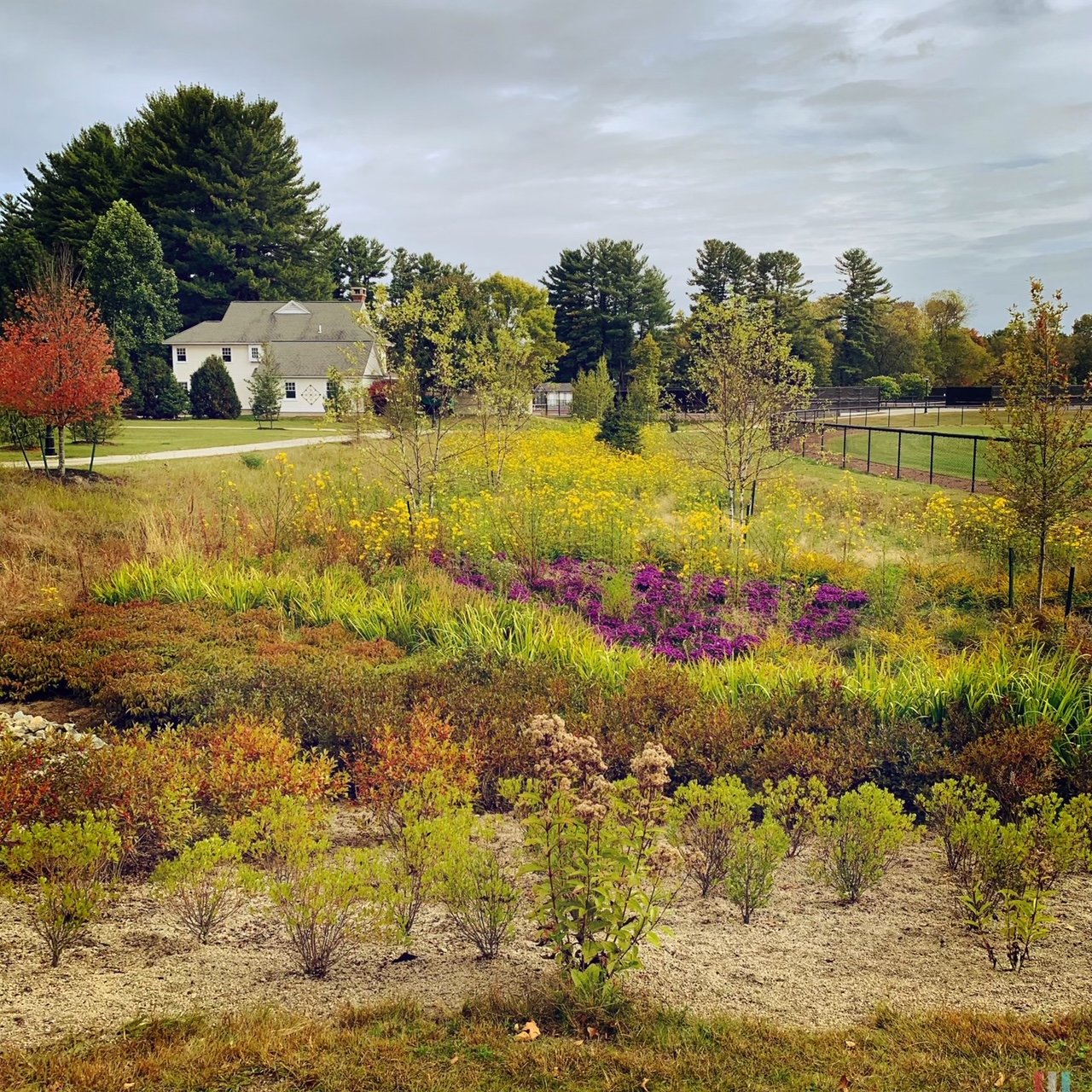 Rain Gardens: What Role Do They Play In The Landscape?