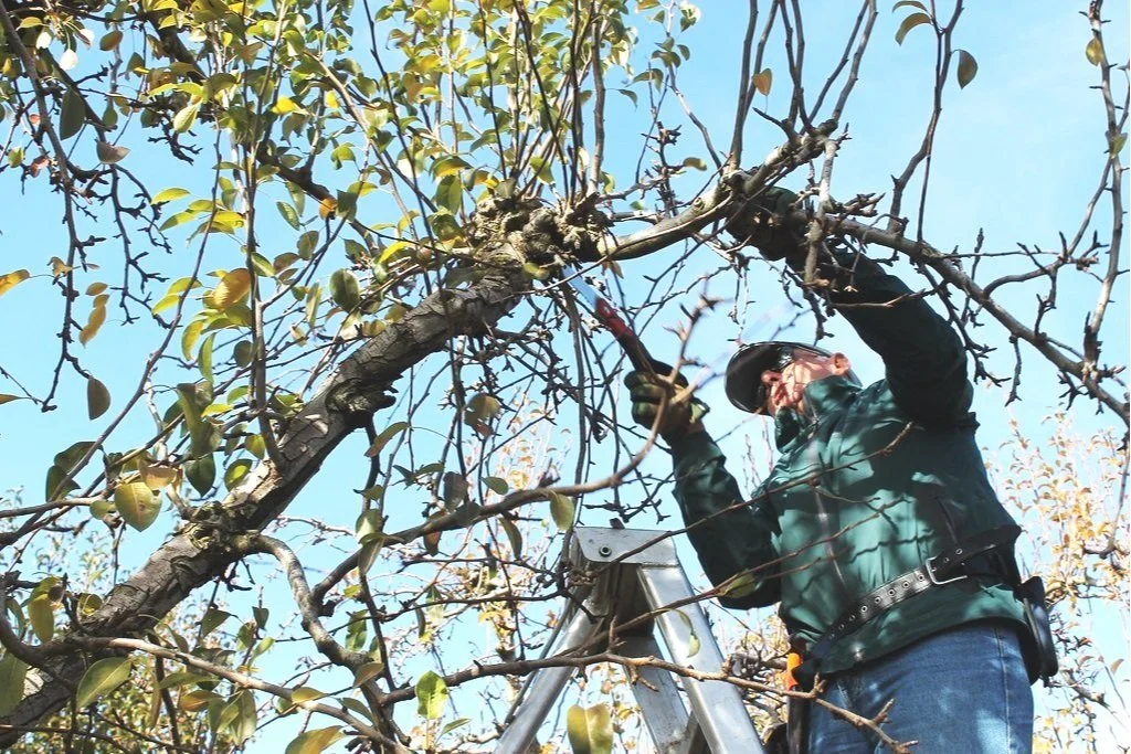 Winter (&amp; early spring) Pruning For Fruit Trees