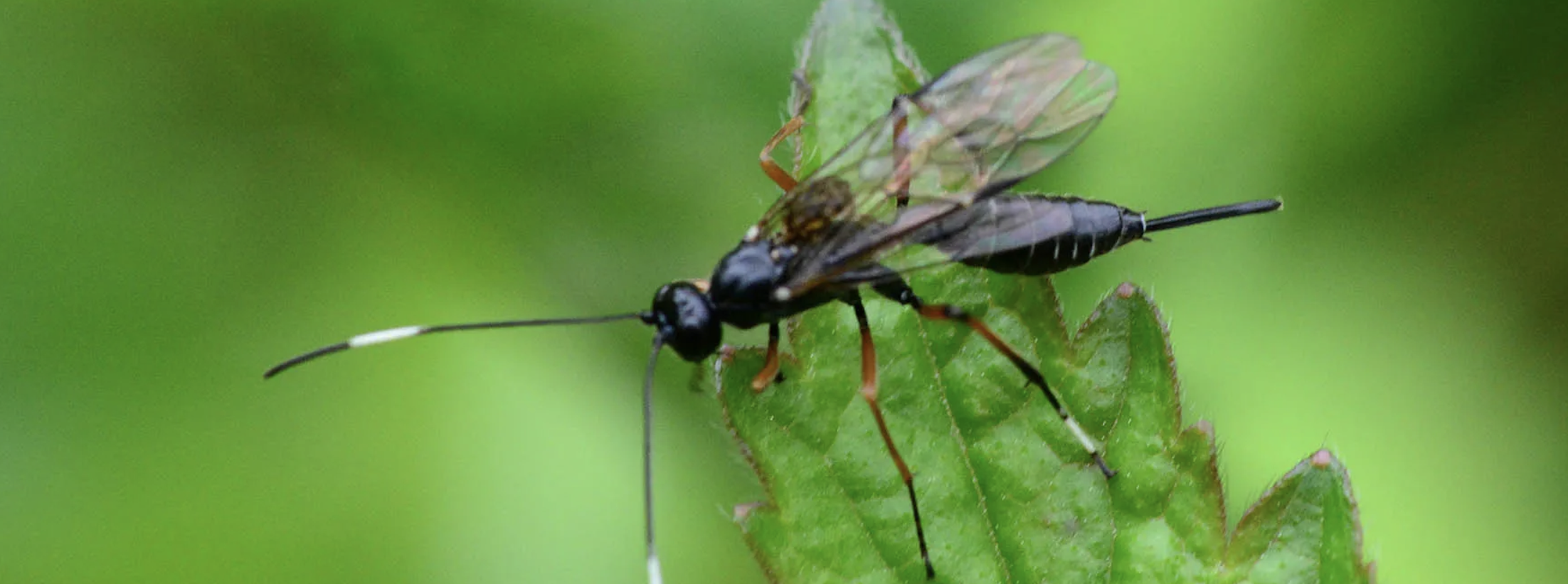 Parasitic Aphid Wasp