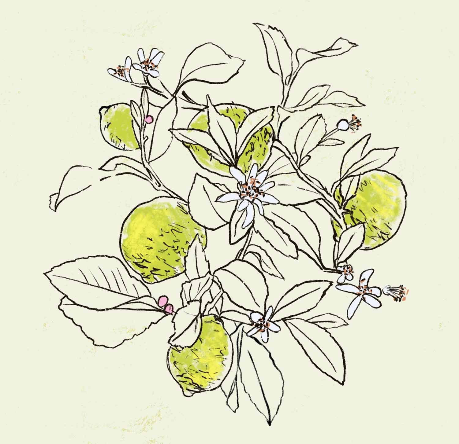 jominca-lemon-tree-web.jpg
