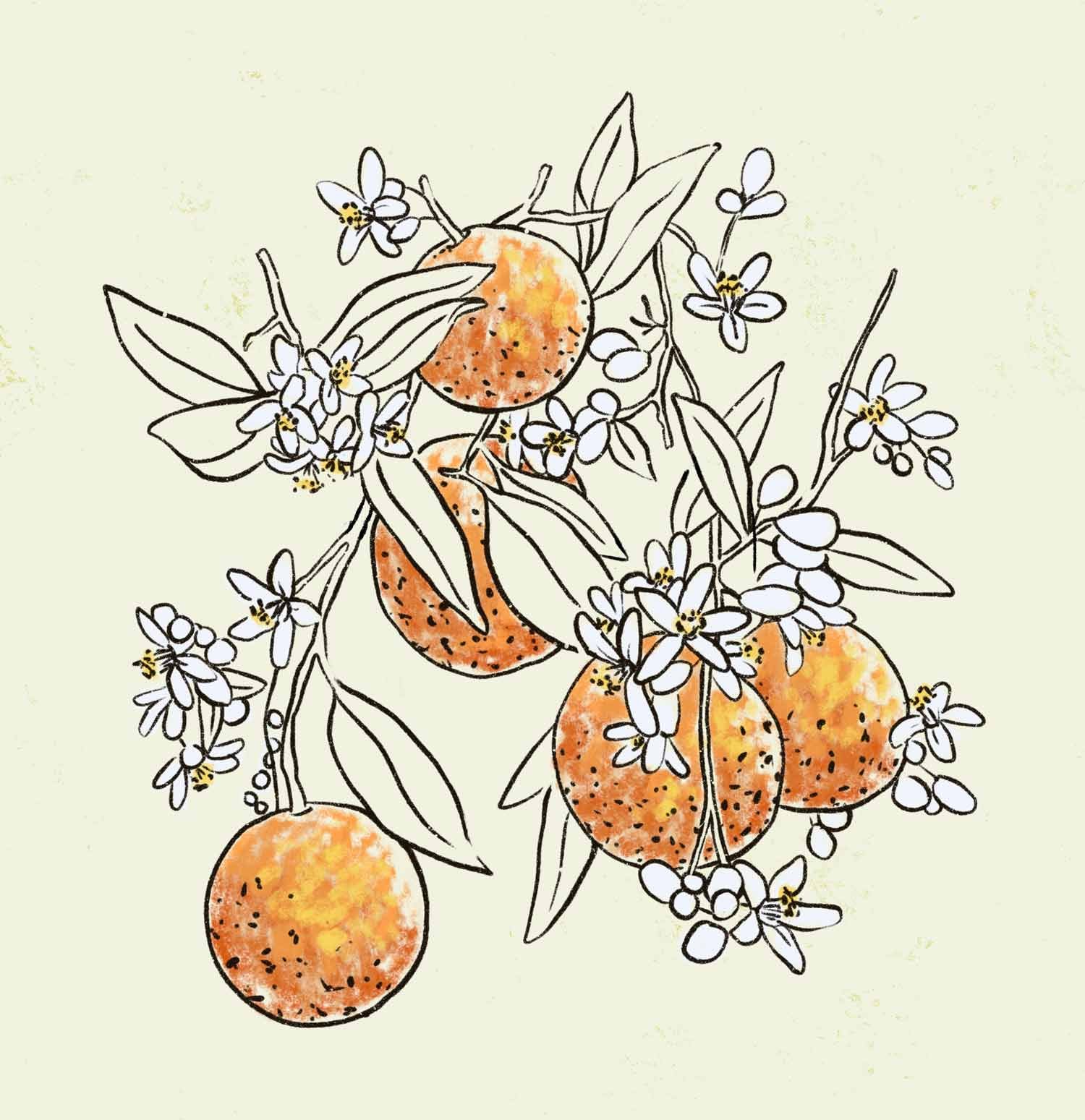 jominca-orange-tree-web.jpg