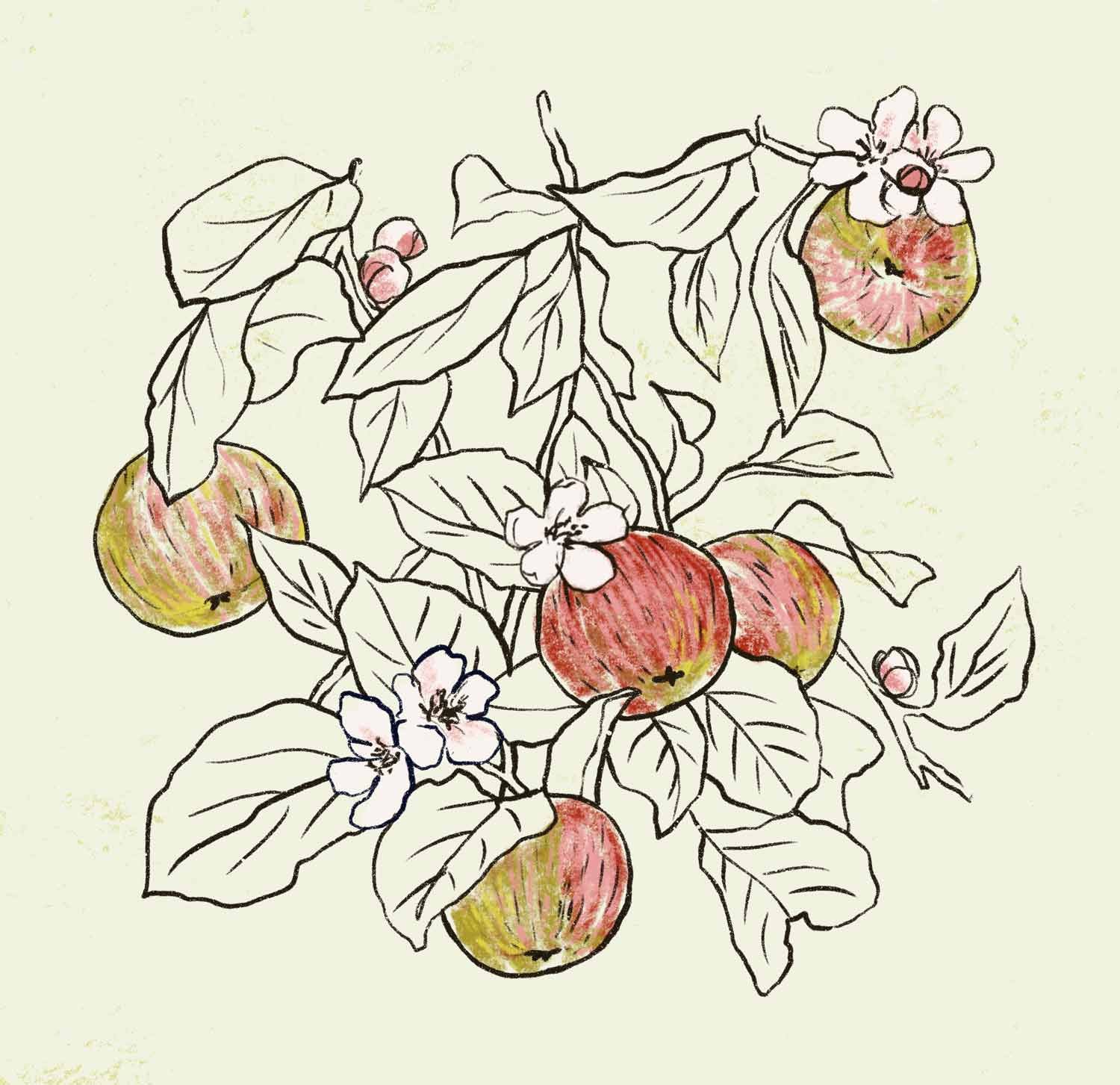 jominca-apple-tree-web.jpg
