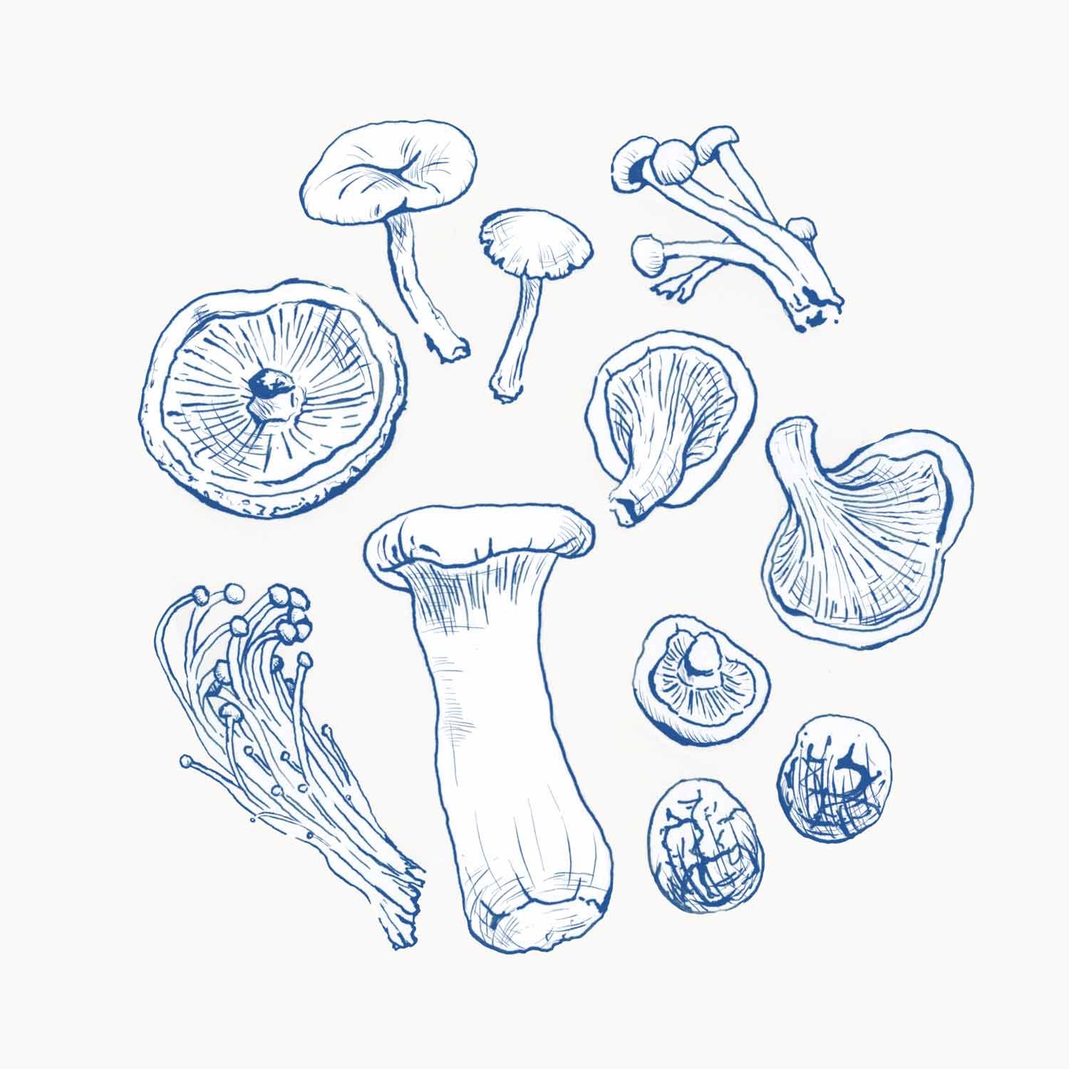 jominca-mushroom-sketch-web.jpg