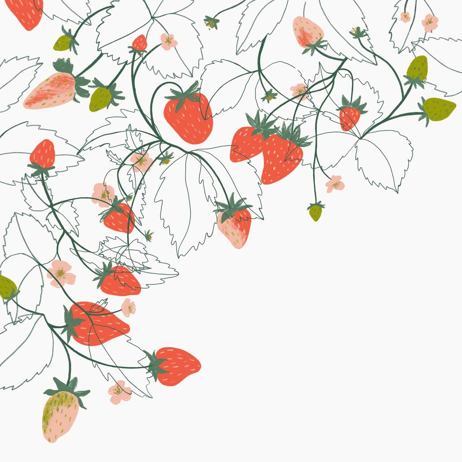 jominca-strawberry-sketch-web.jpg