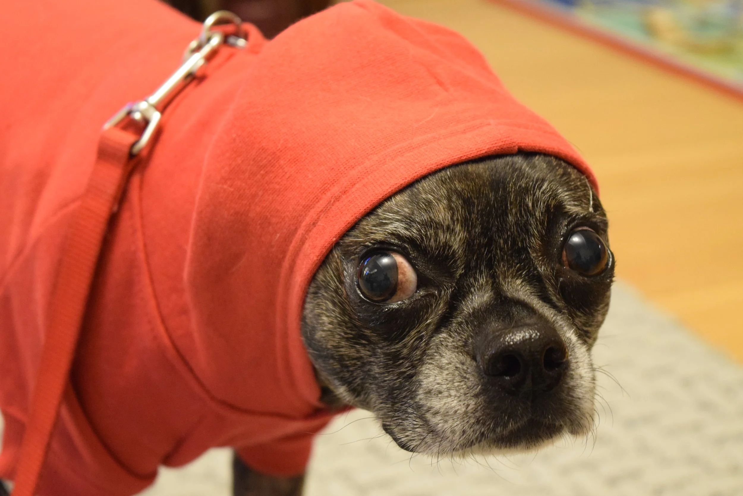 Abby is a particular dog