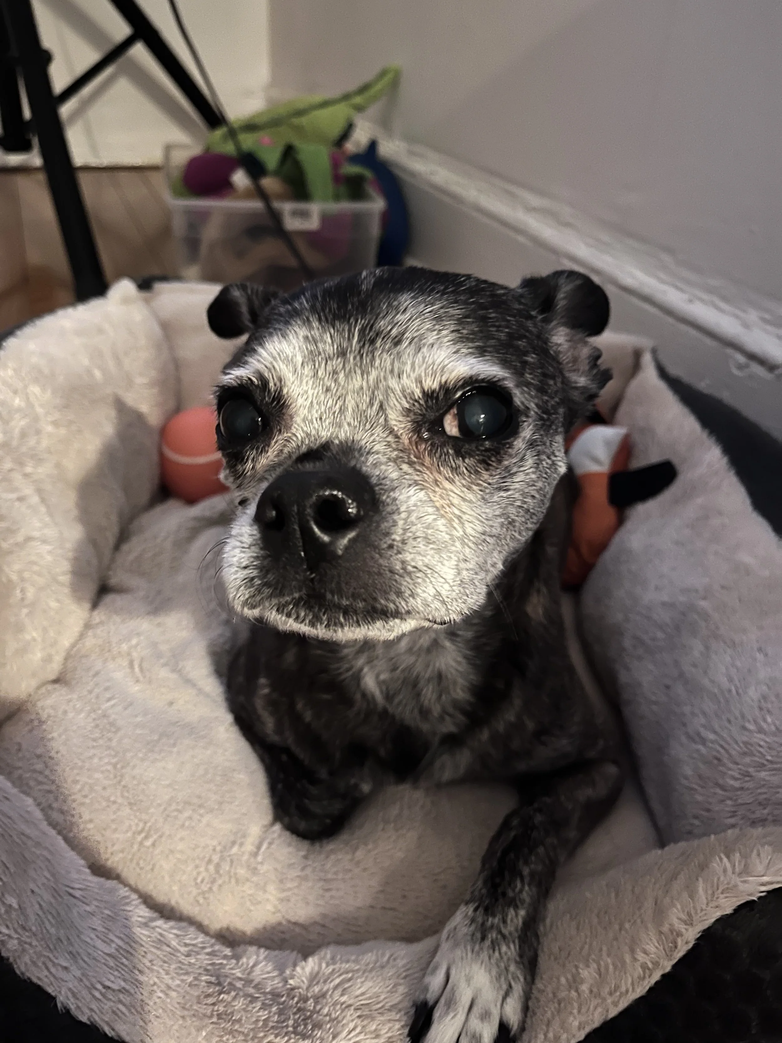 Abby Continues To Thrive